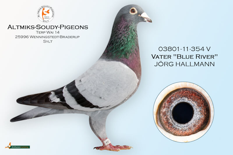 TR 20-160614 ERKEK - Winner Pigeons